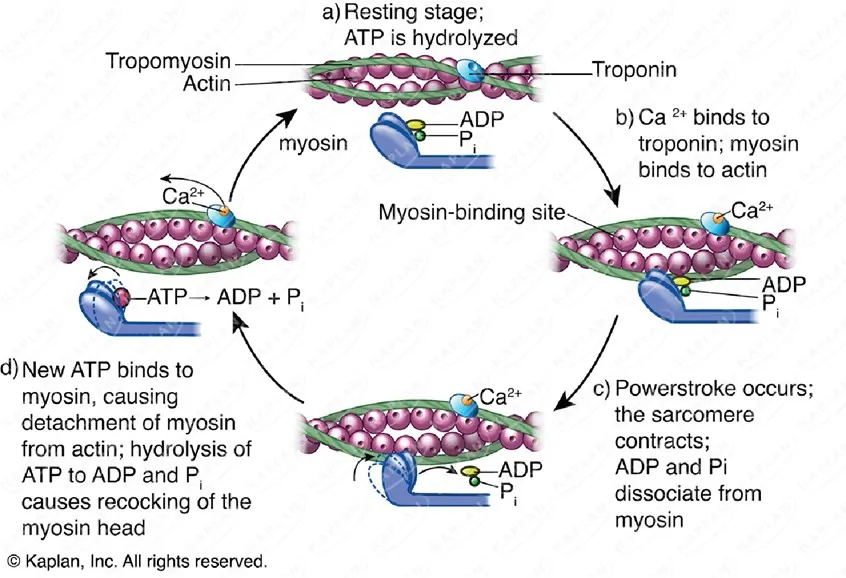 Molecular interactions